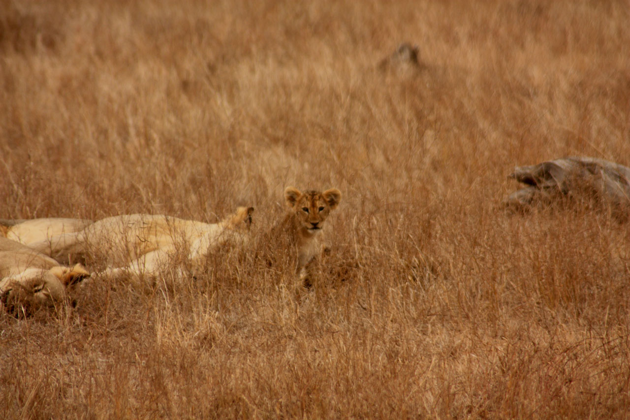Liūtas,  Kūdikis,  Gyvūnas,  Šeima,  Laukiniai,  Žinduolis,  Safari,  Afrika,  Kelionė,  Kenya