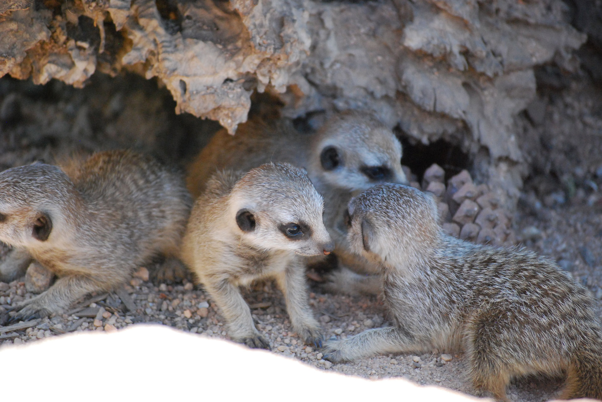 Meerkat,  Meerkats,  Gyvūnas,  Gyvūnai & Nbsp,  & Nbsp,  Melburnas & Nbsp,  Zoologijos Sodas,  Gamta,  Kūdikis Meerkats, Nemokamos Nuotraukos