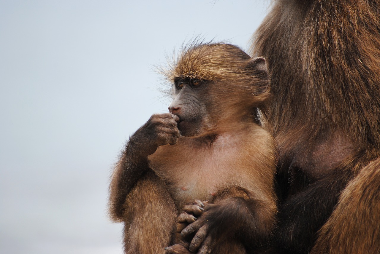 Vaikiška Beždžionė, Beždžionė, Cape Town, Afrika, Geros Viltys, Viršūnių Taškas, Pietų Afrika, Nemokamos Nuotraukos,  Nemokama Licenzija