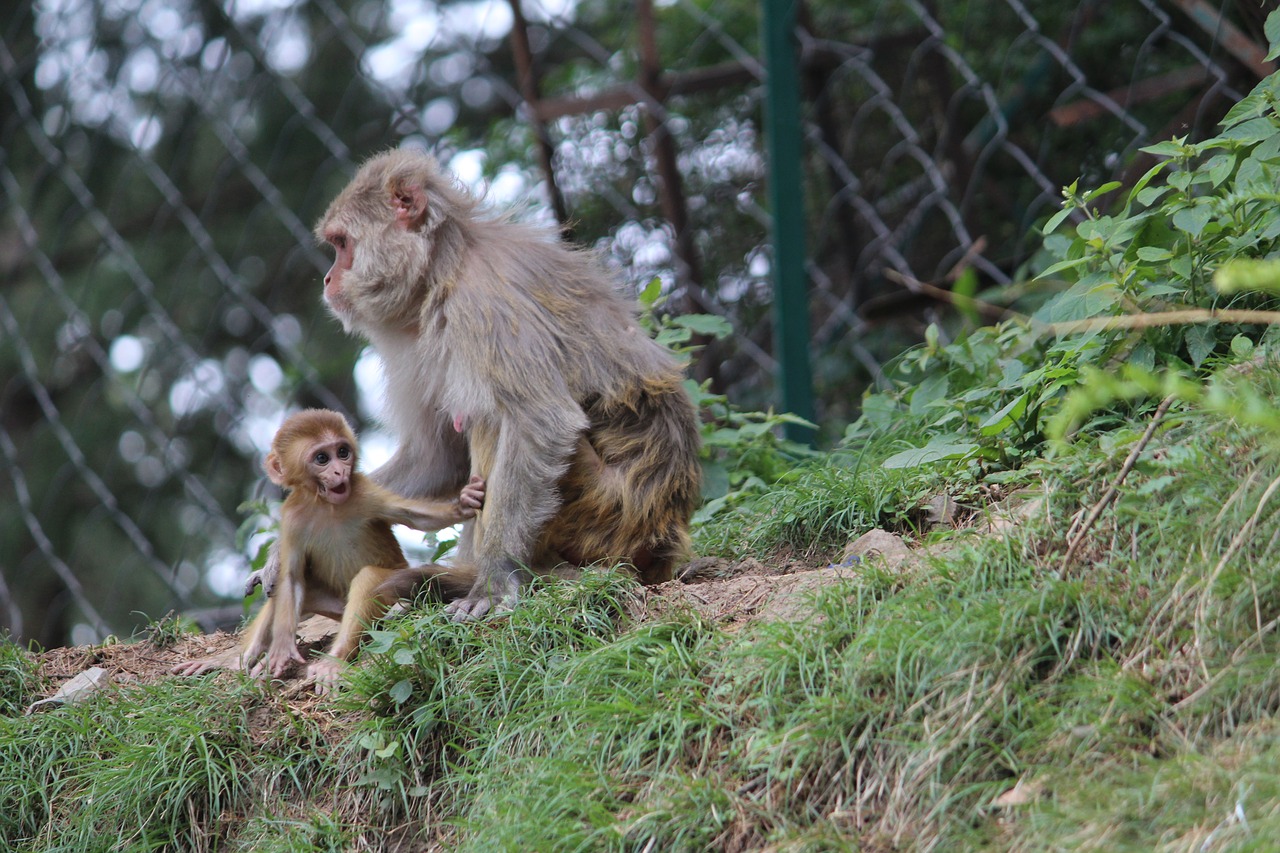 Vaikiška Beždžionė, Motinos Beždžionė, Shimla, Reusas Makakos, Nemokamos Nuotraukos,  Nemokama Licenzija