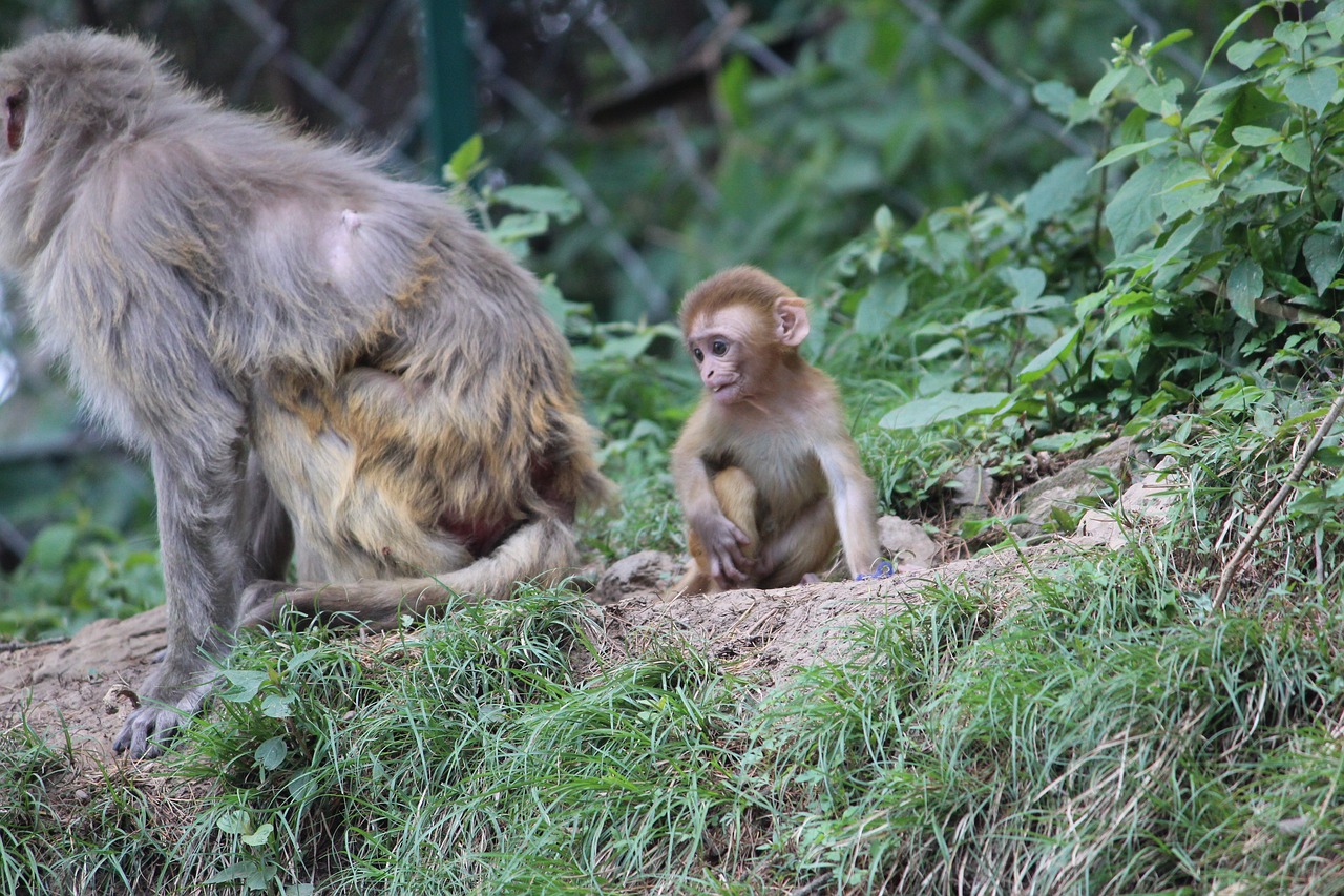 Vaikiška Beždžionė, Pikta Motina, Simian, Nemokamos Nuotraukos,  Nemokama Licenzija