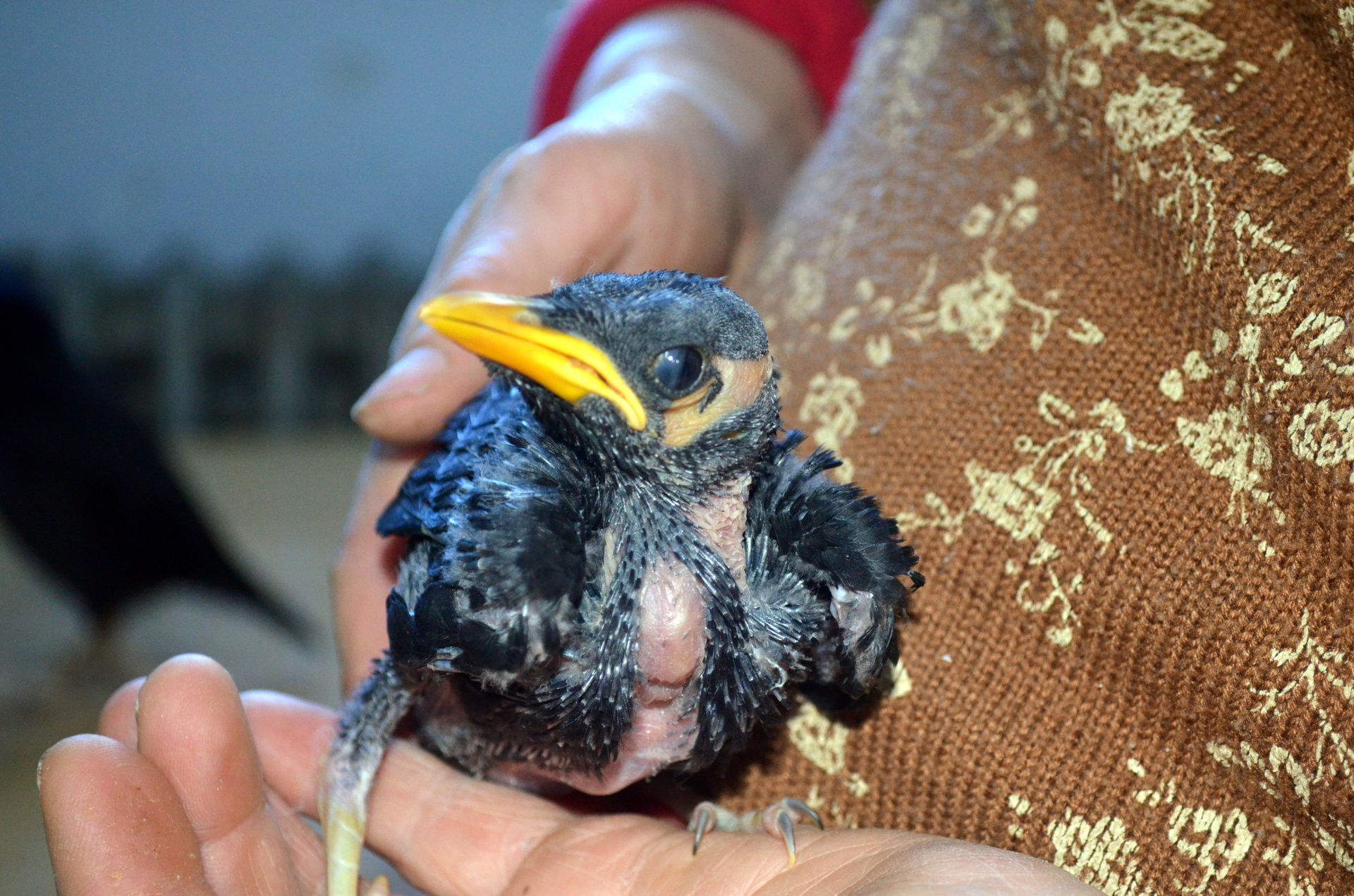 Gyvūnai,  Naminis Gyvūnėlis,  Augintiniai,  Paukštis,  Paukščiai,  Mina,  Myna,  Myna & Nbsp,  Paukštis,  Kūdikis Mynah Paukštis