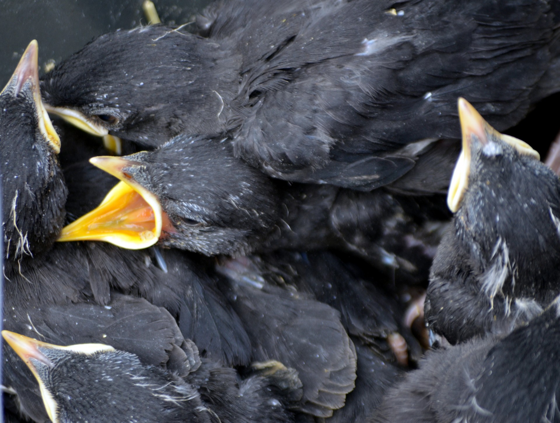 Gyvūnai,  Paukštis,  Mina,  Myna,  Kalbasi & Nbsp,  Paukštis,  Juoda,  Perinti,  Kūdikis Mynah Paukščiai, Nemokamos Nuotraukos