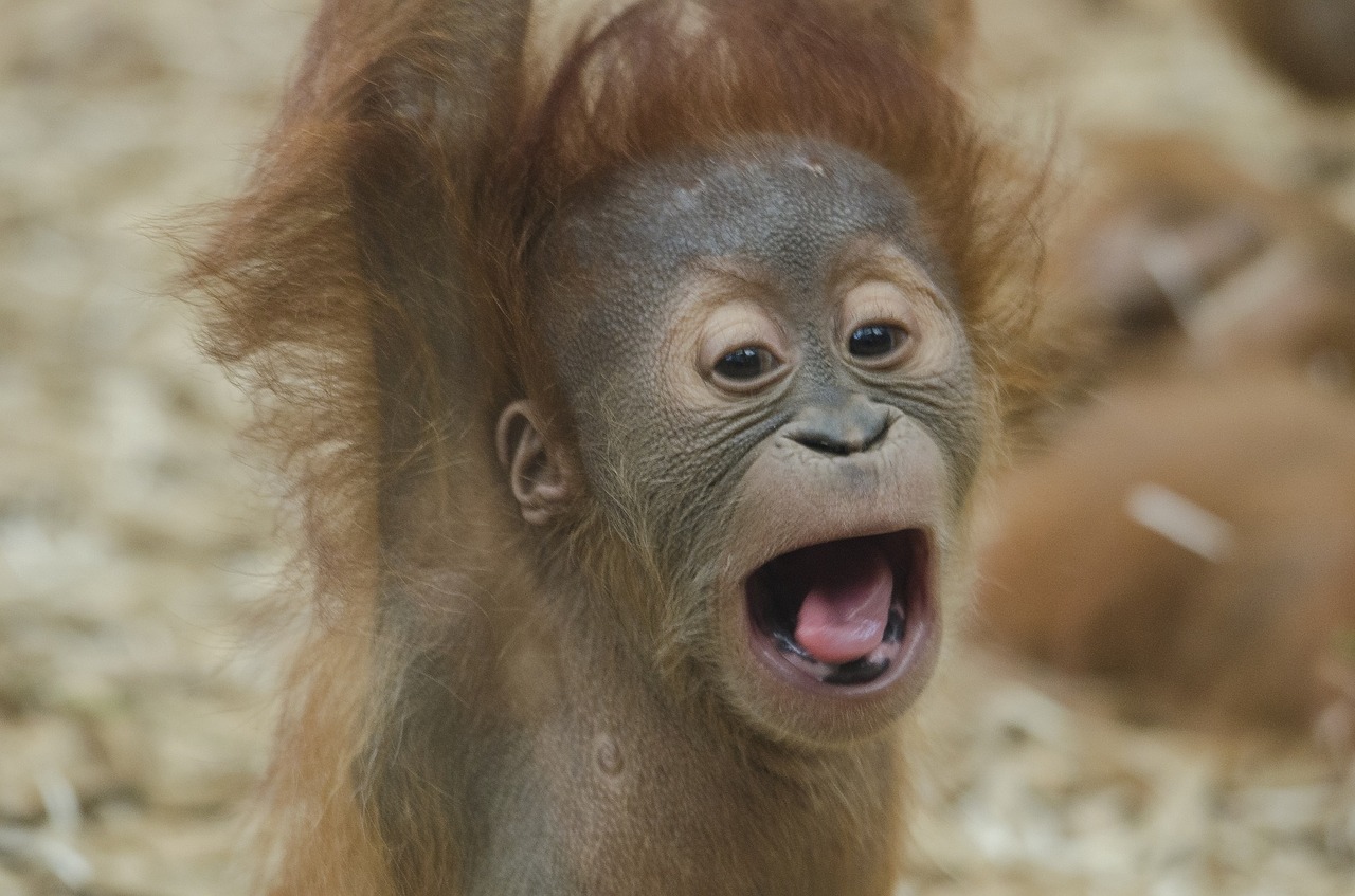 Kūdikis Orangutanas, Ape, Primatas, Laukinė Gamta, Orangutangas, Gamta, Portretas, Šaukti, Vokalas, Galva