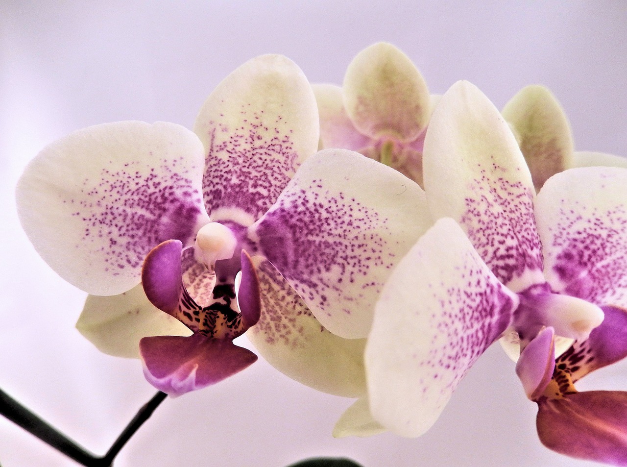 Kūdikių Orchidėjos, Rožinis, Žiemos Orchidėja, Nemokamos Nuotraukos,  Nemokama Licenzija