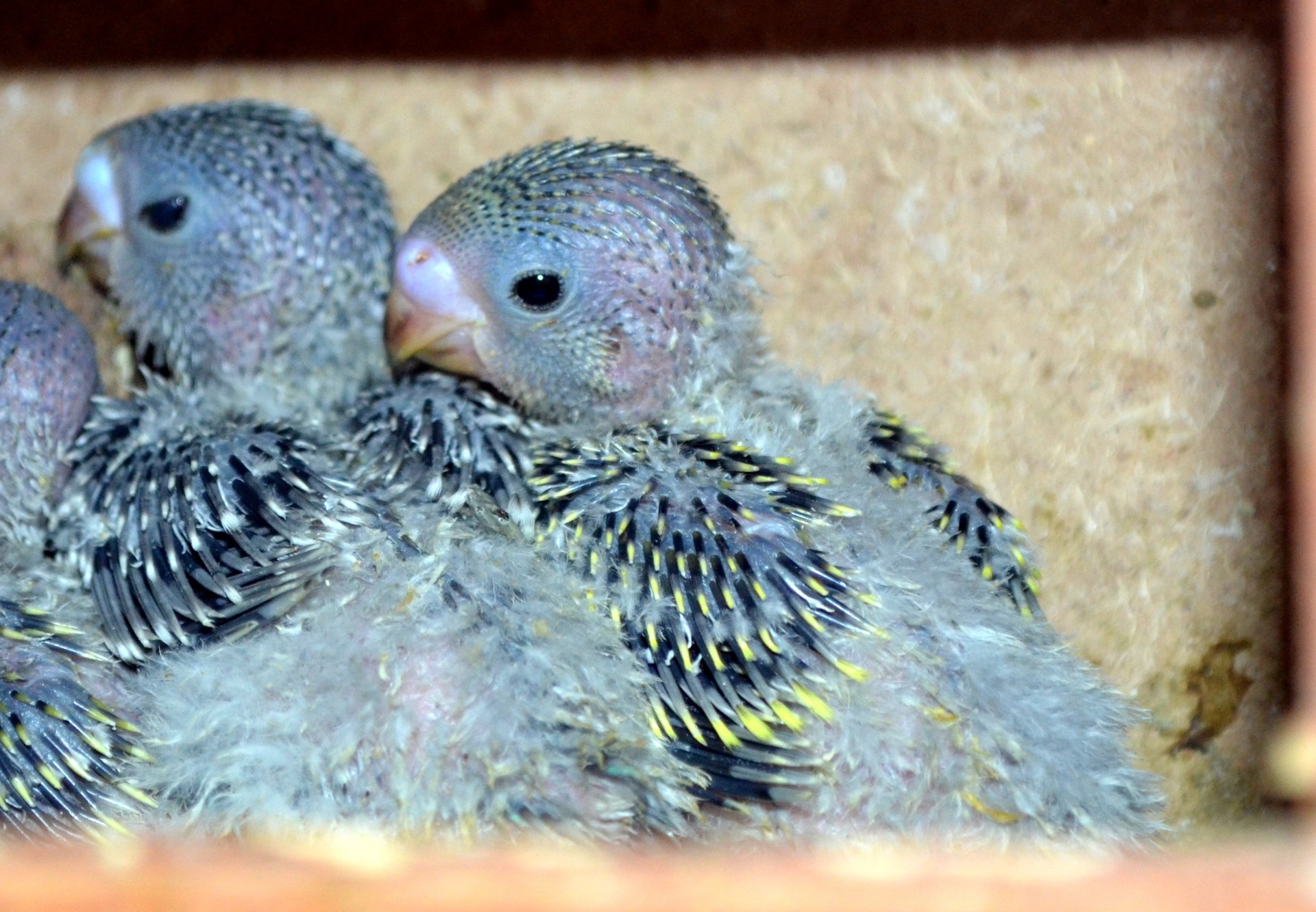 Gyvūnai,  Paukštis,  Parakeet,  Budgie,  Kūdikis,  Kūdikiai,  Naminis Gyvūnėlis,  Liukas,  Naujas & Nbsp,  Gimęs