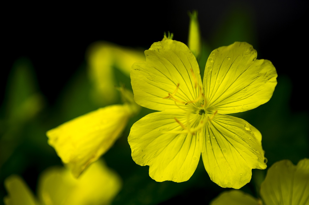 Kūdikių Raktažolė,  Wildflower,  Pobūdį,  Geltonos Gėlės, Nemokamos Nuotraukos,  Nemokama Licenzija