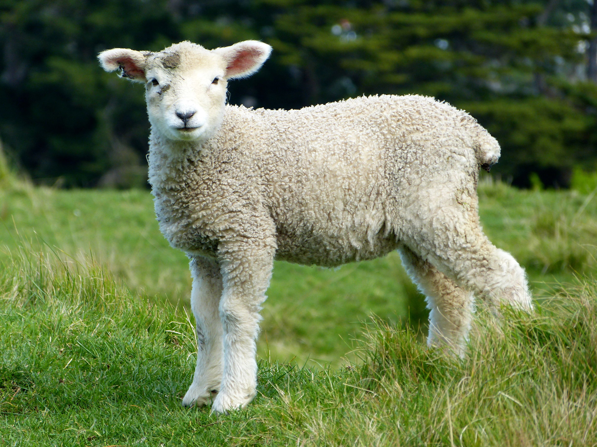 Avys,  Žolė,  Nauja & Nbsp,  Zealand,  Auckland,  Kūdikių Avys, Nemokamos Nuotraukos,  Nemokama Licenzija