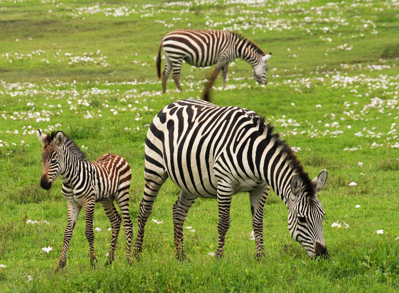 Kūdikio Zebra, Safari, Serengeti, Tanzanija, Afrika, Zebra, Laukiniai, Laukinė Gamta, Žinduolis, Jaunas