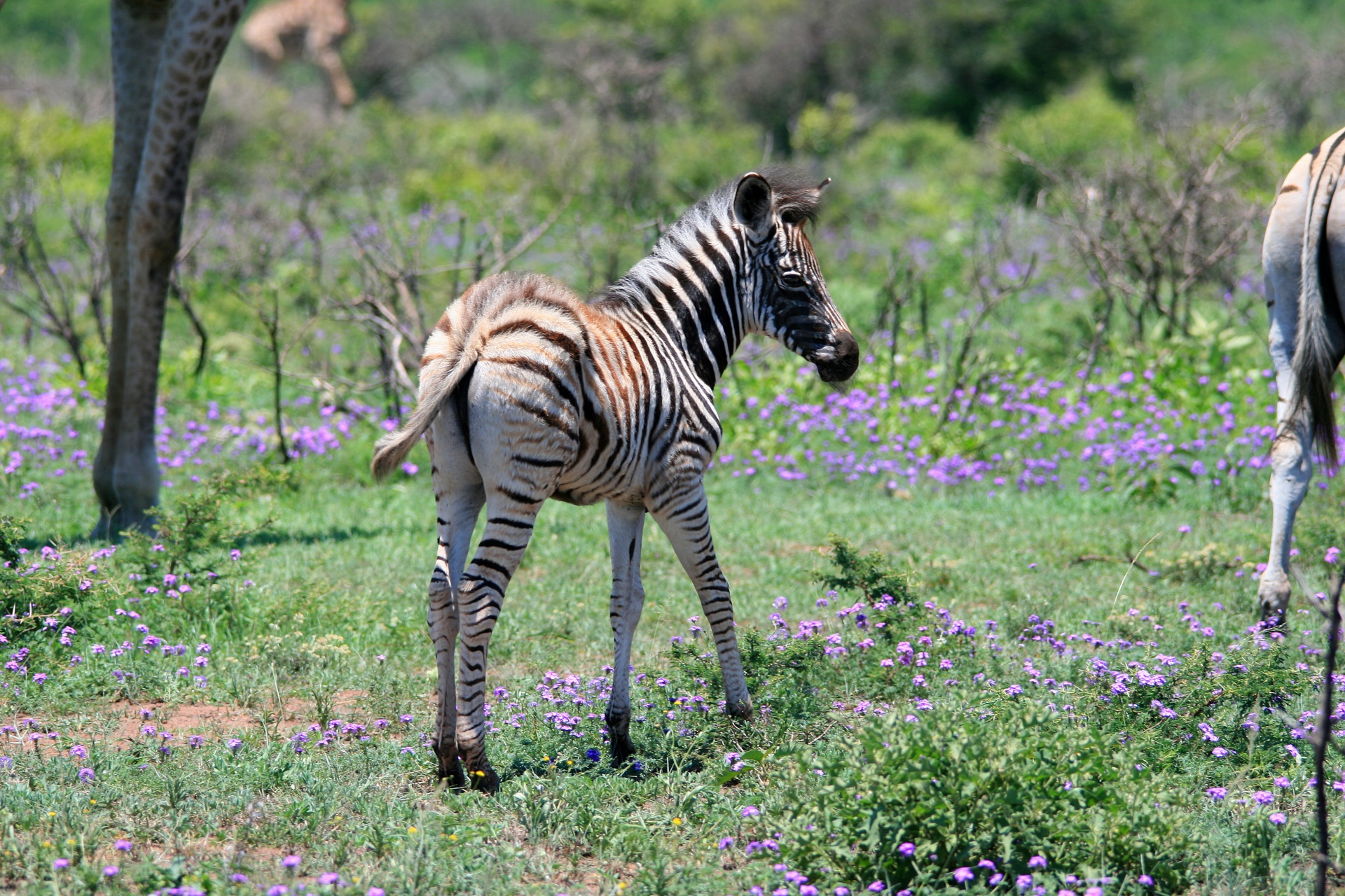 Gyvūnas,  Žaidimas,  Zebra,  Kūdikis,  Jaunas,  Kumeliukas,  Juoda,  Balta,  Dryžuotas,  Veld