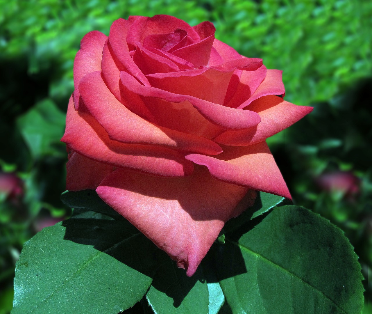 Baccara Rose, Rožė, Floribunda, Arbatos Mišinys, Raudona Roze, Raudona, Išaugo Žydėti, Gėlės, Rožių Žydėjimas, Baccara Rožės