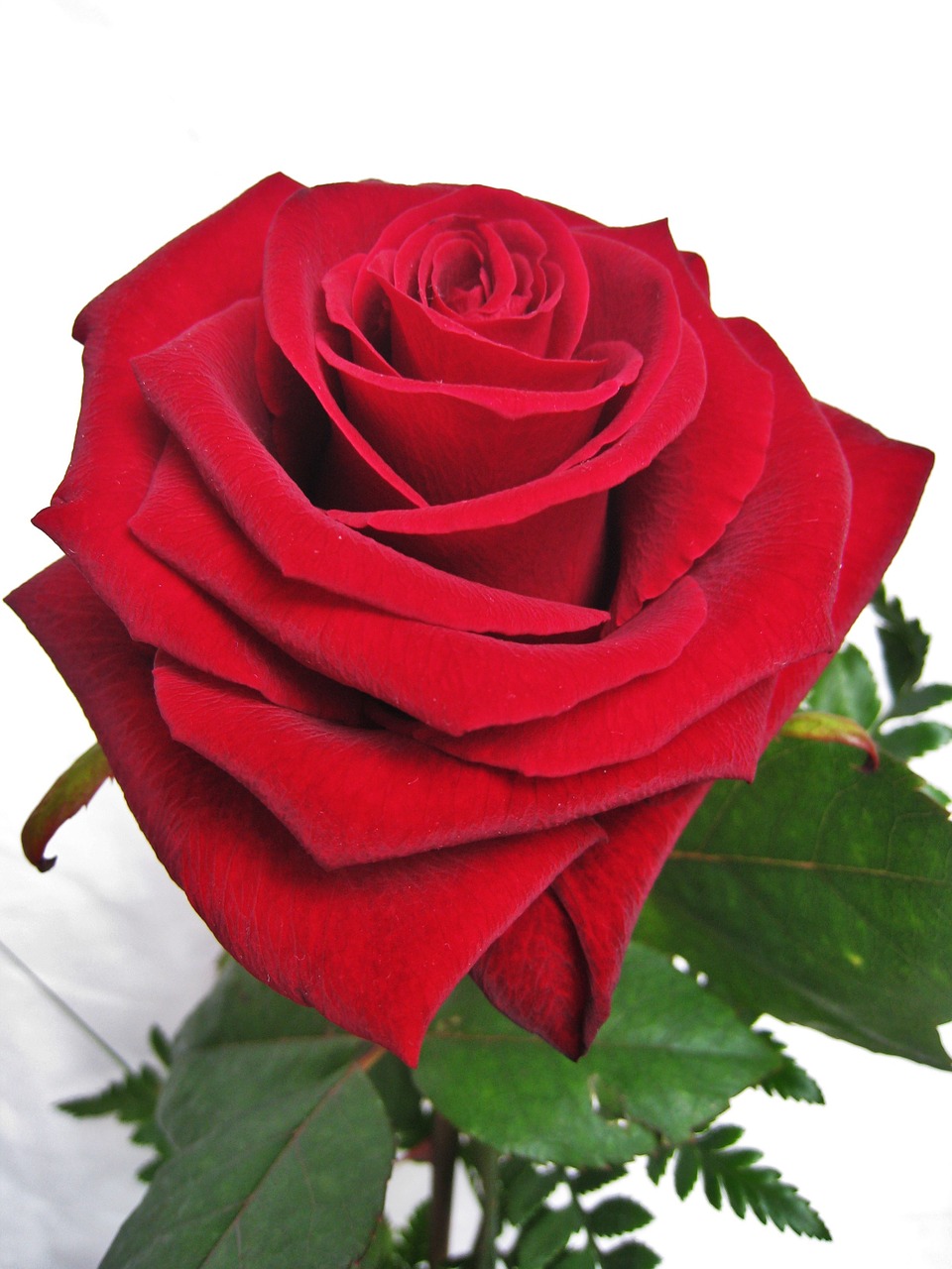 Baccarat Rose, Meilės Gėlė, Rožė, Žiedlapiai, Meilės Simbolis, Valentino Diena, Vestuvių Dieną, Rožių Žydėjimas, Žydėjo, Raudona Roze