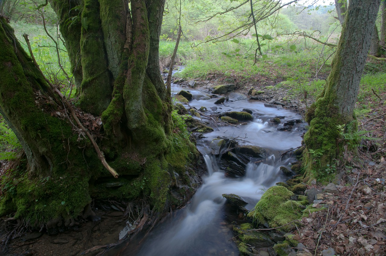 Bachas, Neryškus, Ilga Ekspozicija, Miškas, Natuschutzgebiet, Sauer Bach, Eifel, Nemokamos Nuotraukos,  Nemokama Licenzija