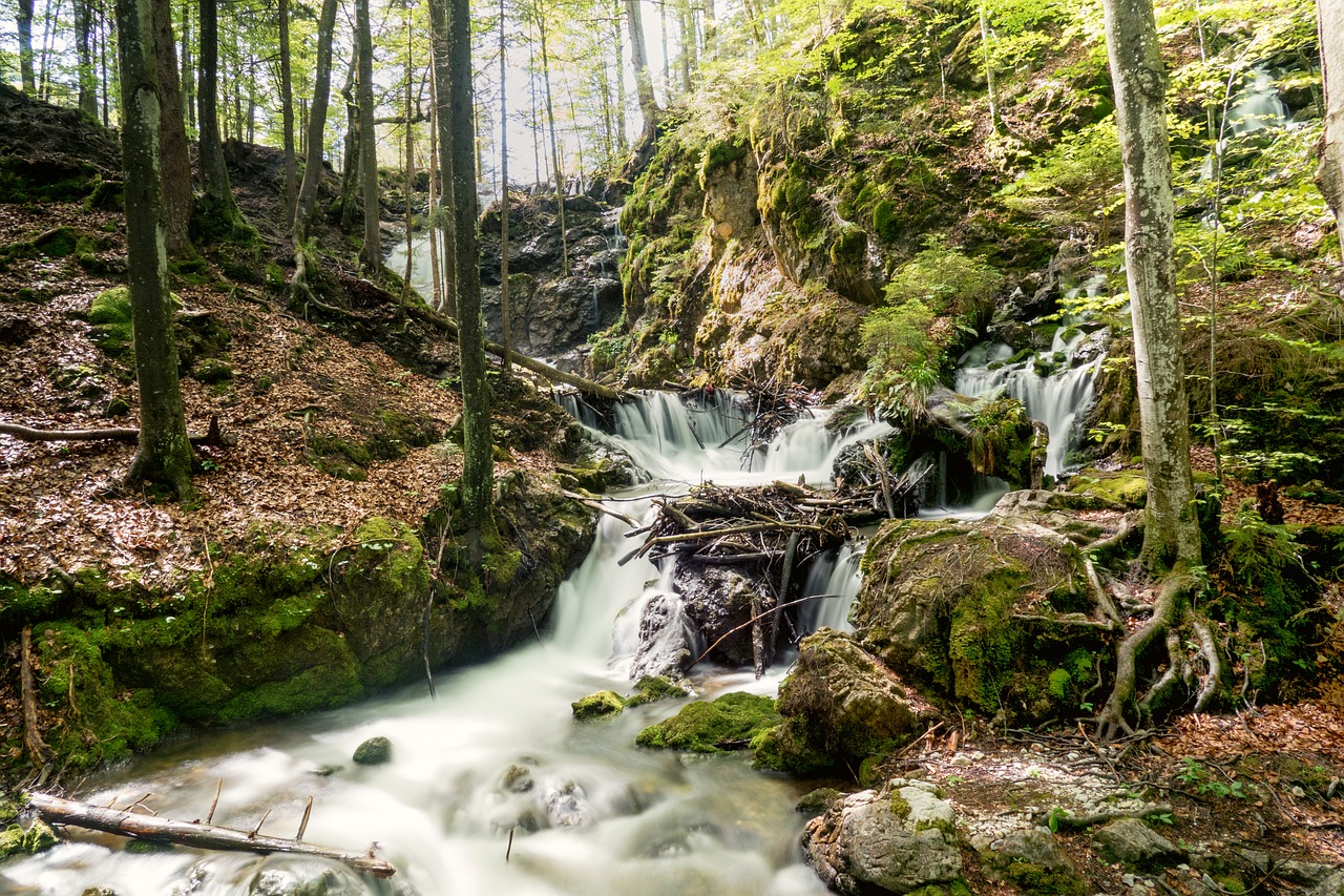 Bach,  Upė,  Pobūdį,  Šlapias,  Miškas,  Vaizdingas,  Krioklys,  Teka,  Žalias,  Vandens