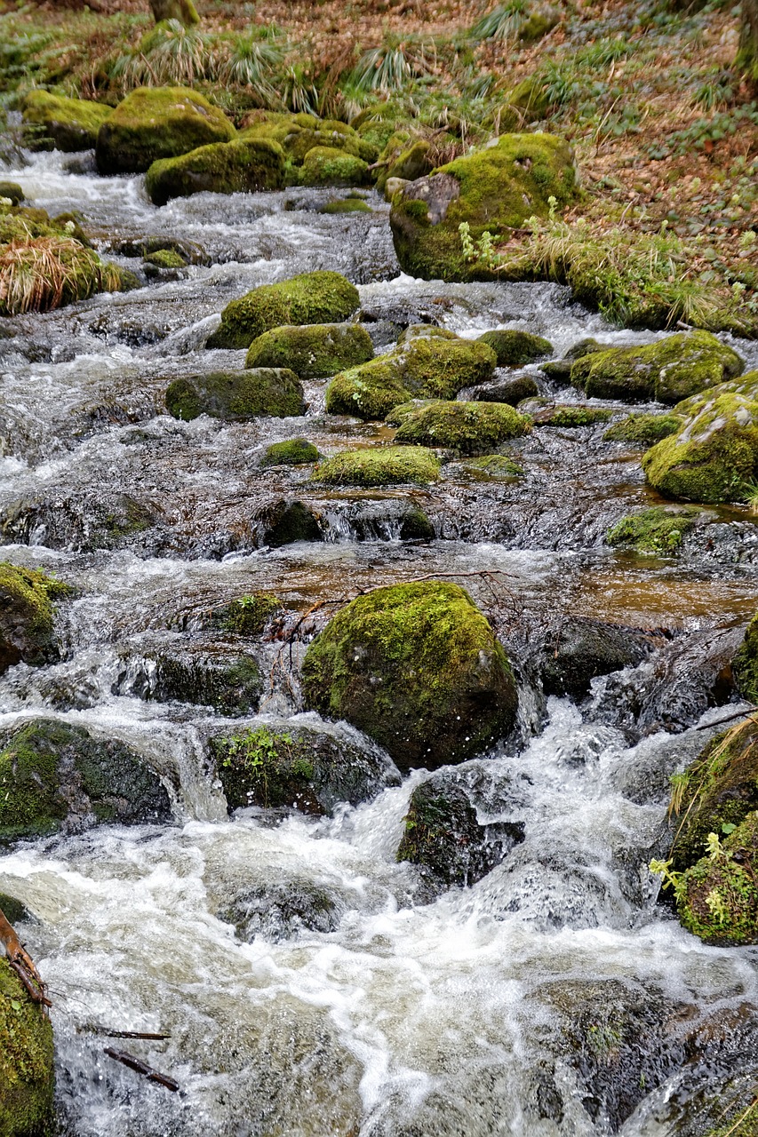 Bachas, Vanduo, Gamta, Kraštovaizdis, Vandenys, Upė, Miškas, Vanduo Veikia, Purslų, Rokas