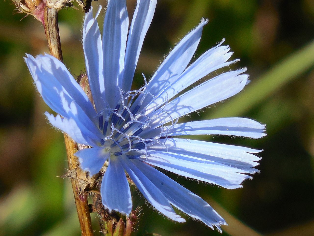 Bakalauras, Mygtukas, Wildflower, Gėlė, Augalas, Gėlių, Laukiniai, Žiedas, Mėlynas, Laukas