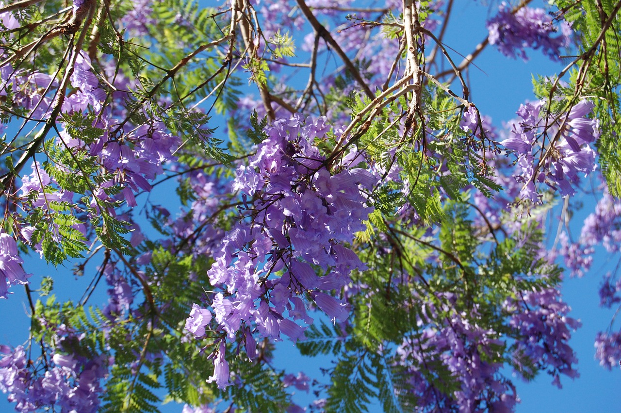 Fonas, Mėlynas, Violetinė, Glicinas, Mėlynas Lietus, Žiedas, Violetinė, Gamta, Dangus, Violetine Spalva