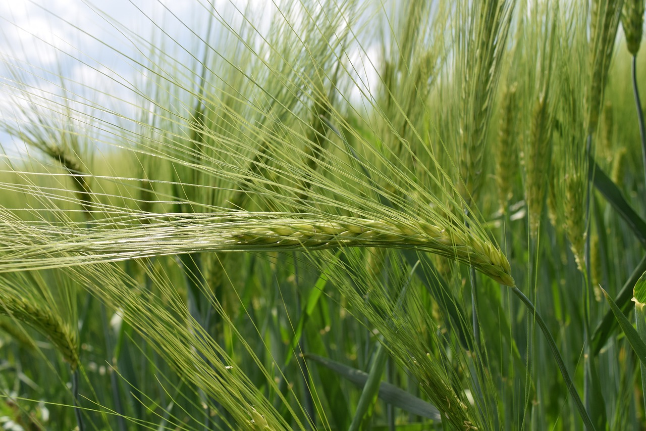 Fonas, Žalias, Kvieciai, Žali Kviečiai, Uždaryti, Kviečių Grūdai, Šviesus, Vasara, Grūdai, Grūdai