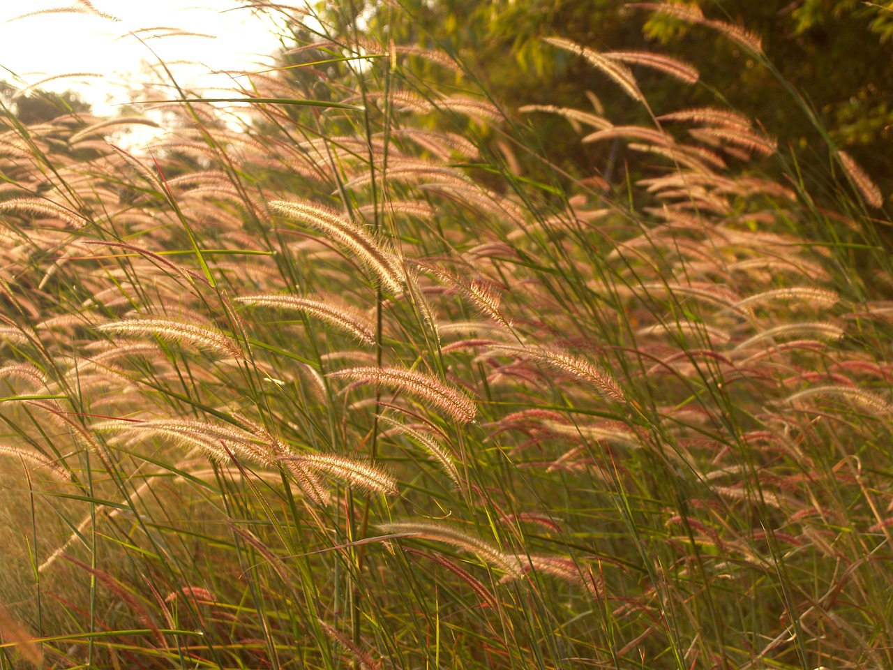 Fonas, Spindulys, Gražus, Grožis, Žydėti, Žiedas, Bokeh, Puokštė, Šventė, Diena