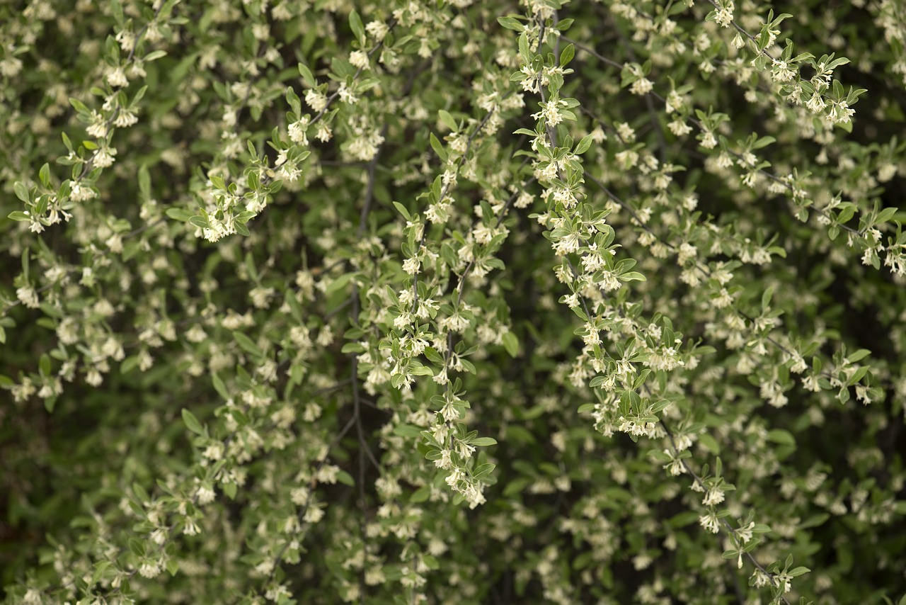 Fonas, Žydėti, Žydi, Krūmas, Flora, Gėlės, Žalias, Auga, Augimas, Natūralus