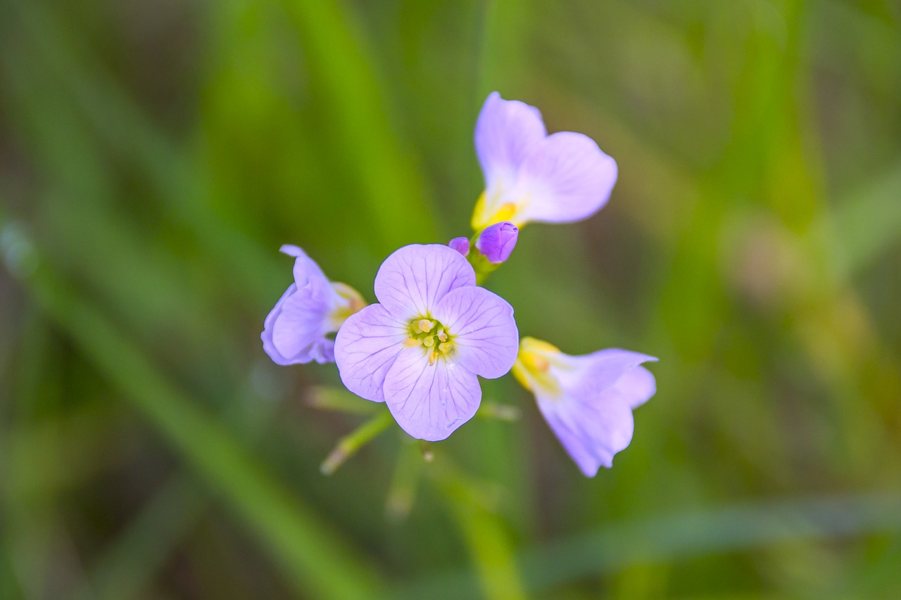 Fonas, Žydinčios Gėlės, Bokeh, Iš Arti, Žolė, Žalias, Pieva, Gamta, Pavasaris, Tapetai