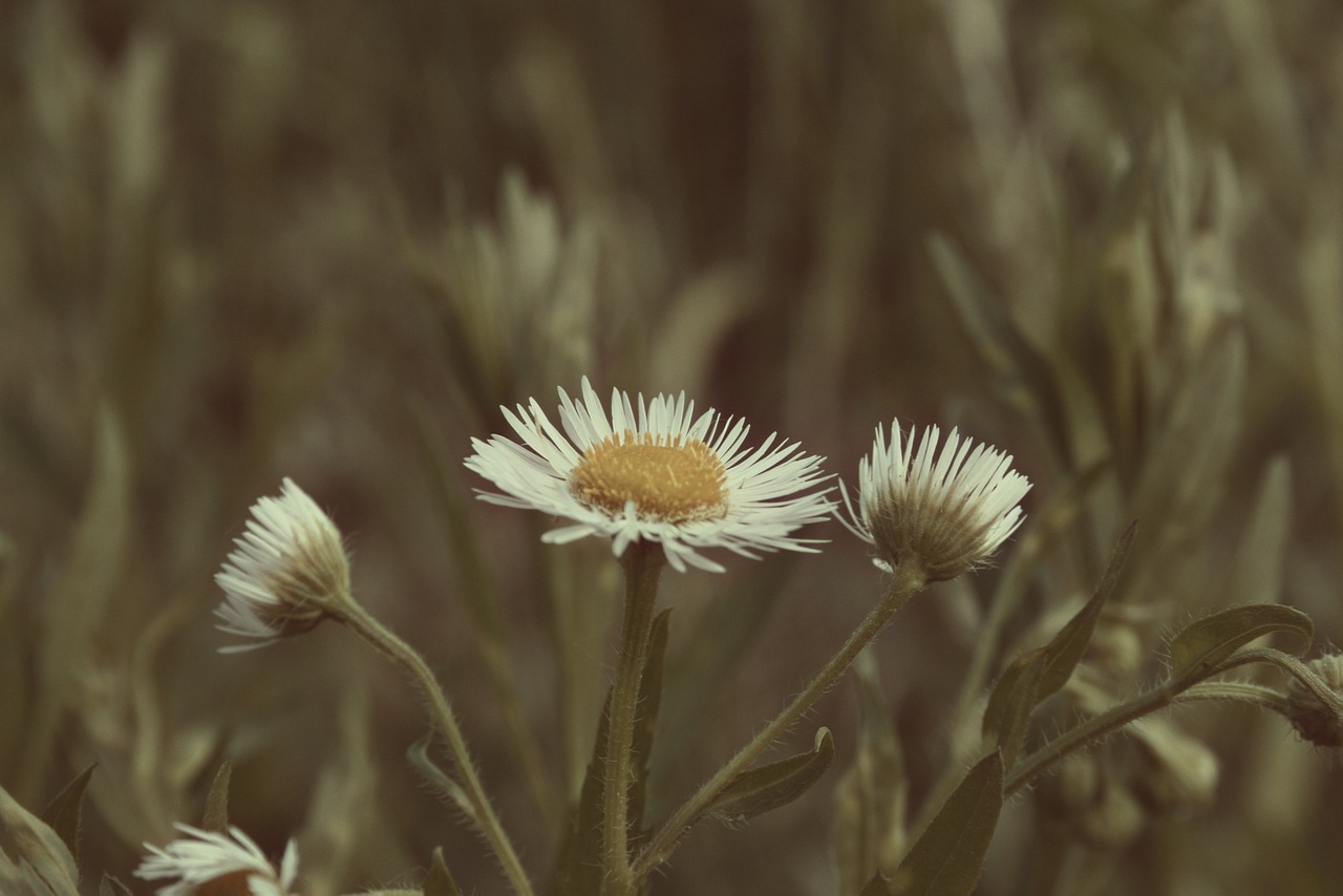 Fonas, Žolė, Šviežumas, Wildflower, Gamta, Pavasaris, Vasara, Laukas, Halem, Aušra