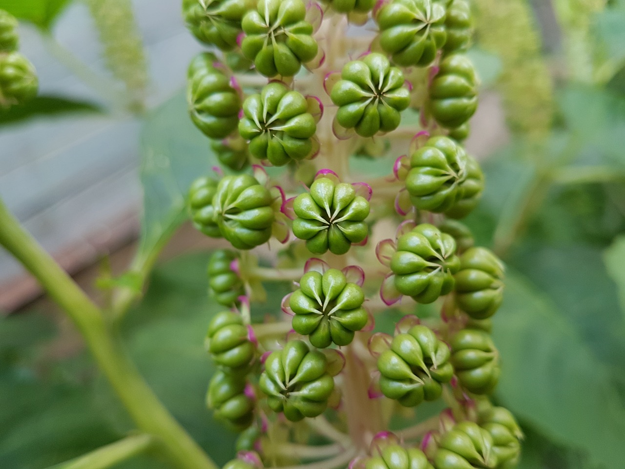 Fonas, Grožis, Žydėti, Makro, Spalva, Kiaulpienė, Laukas, Flora, Gėlių, Gėlė