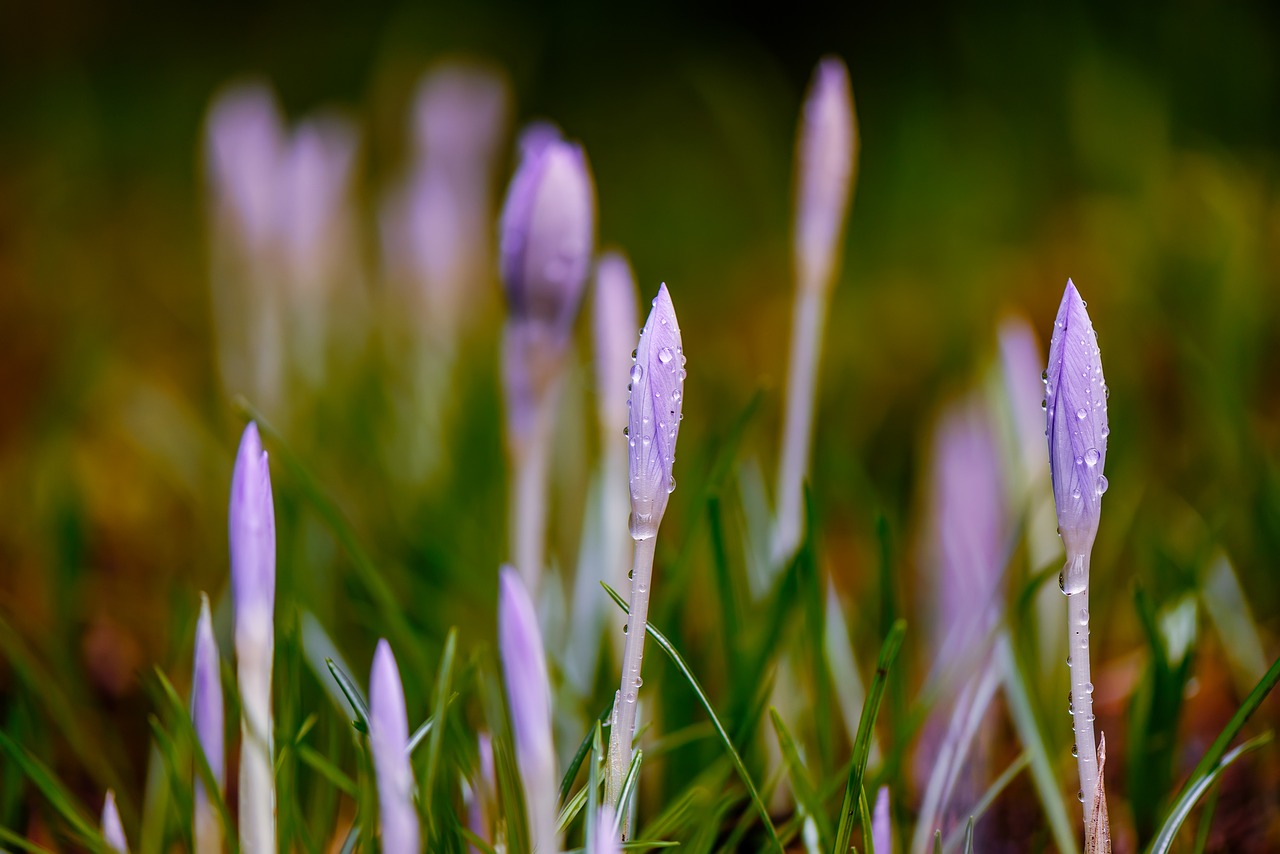 Fonas, Neryškus, Iš Arti, Crocus, Krokusai, Rasa, Lašai, Žolė, Violetinė, Šafranas