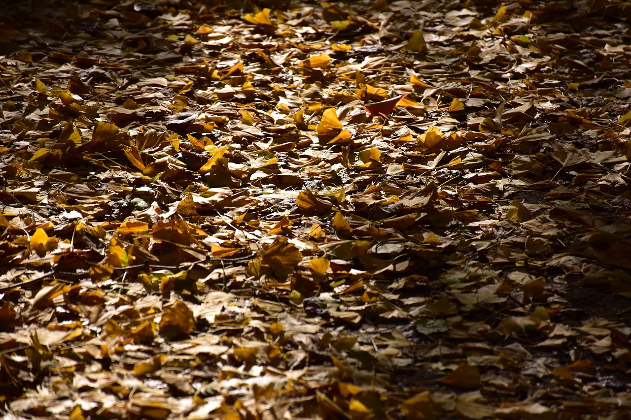 Fonas,  Natūralus,  Tekstūra,  Modelis,  Lapai,  Ginkmedžio Medis,  Rudens Lapai,  Žemė,  Tapetai,  Be Honoraro Mokesčio