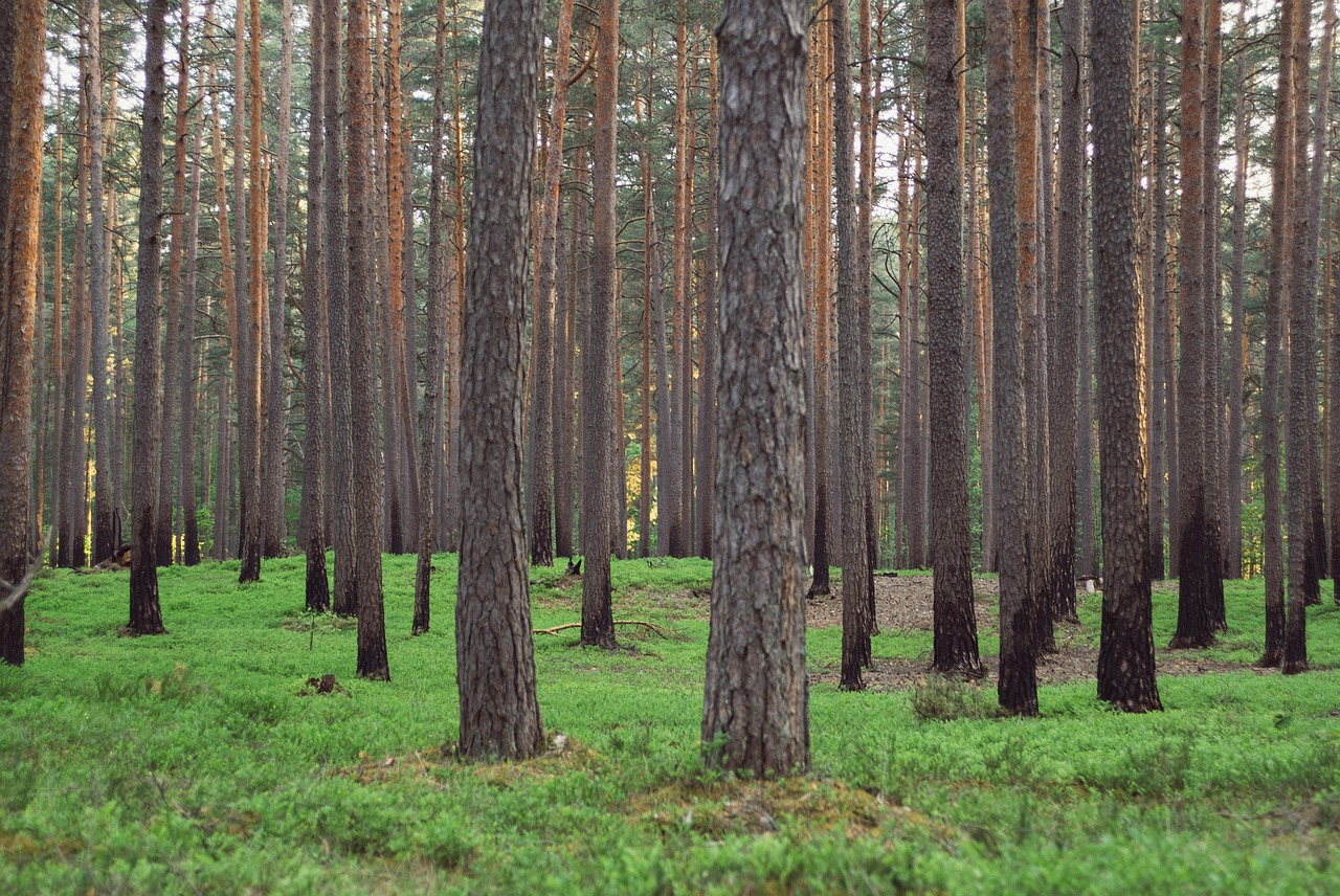Fonas,  Žolė,  Žalias,  Latvia,  Pušis,  Medžiai, Nemokamos Nuotraukos,  Nemokama Licenzija