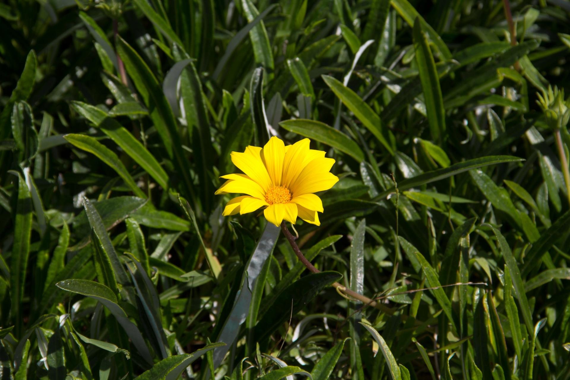 Dimorphotheca,  Daisy,  Gėlė,  Žydėti,  Žiedas,  Gamta,  Augalas,  Žalias,  Geltona,  Pavasaris