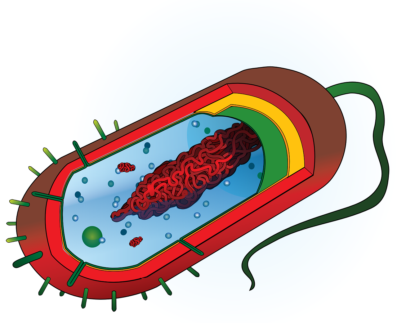 Bakterija, Nukleozė, Citoplazma, Ląstelė, Ribosomos, Membrana, Siena, Kapsulė, Biologija, Flagelas
