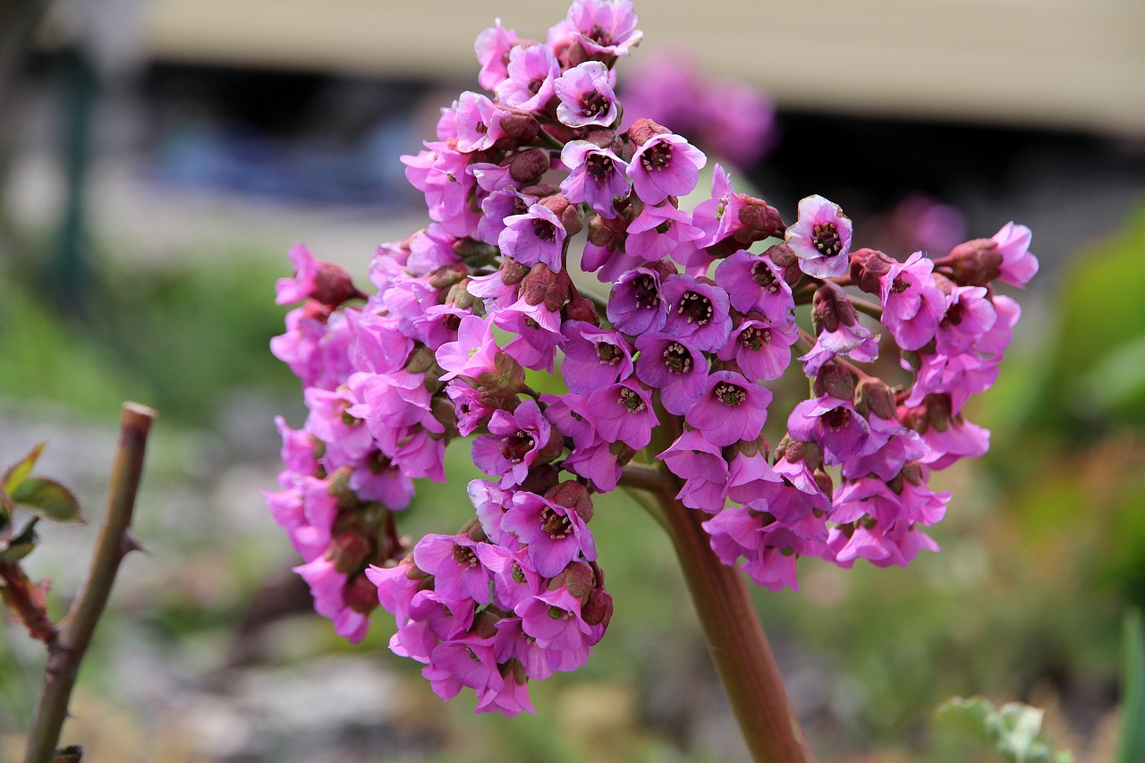 Badan,  Bergenia,  Gėlė,  Pobūdį,  Augalų,  Lauke,  Žydi,  Vaistinių Augalų,  Vasara,  Krupnyj Planas