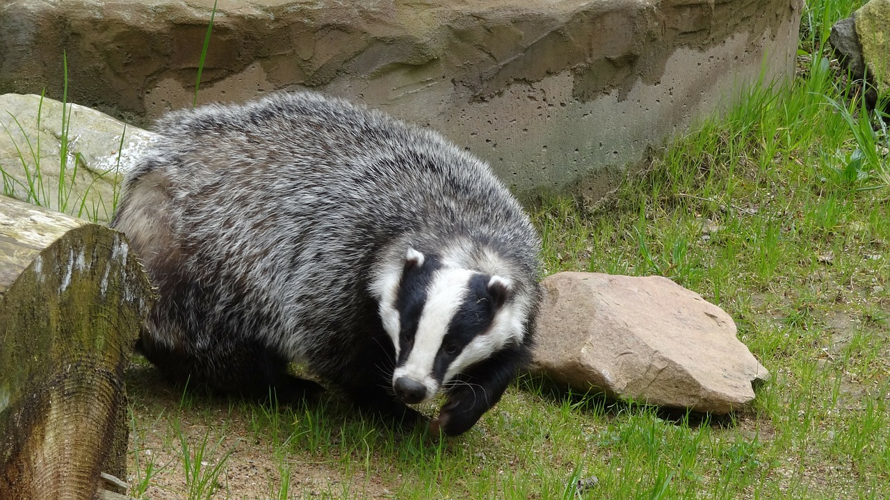 Badger, Gyvūnas, Miškas, Žinduolis, Nemokamos Nuotraukos,  Nemokama Licenzija