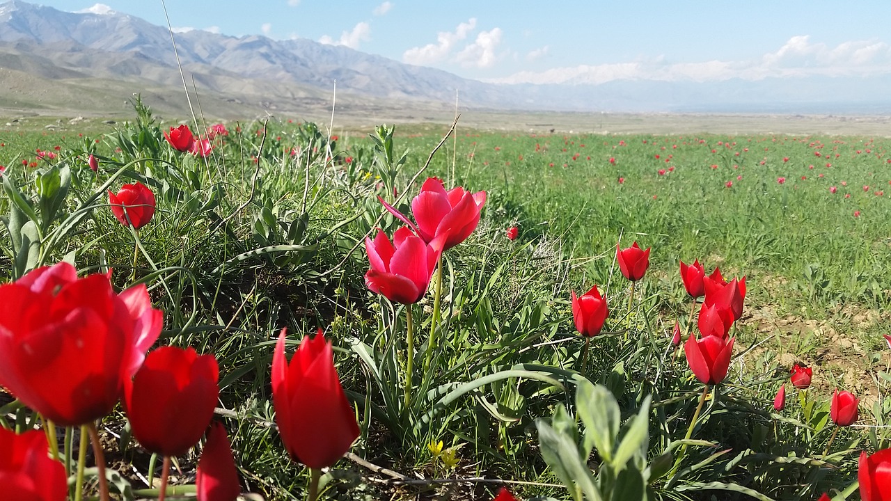 Bagramas, Tulpė, Parwan, Nemokamos Nuotraukos,  Nemokama Licenzija