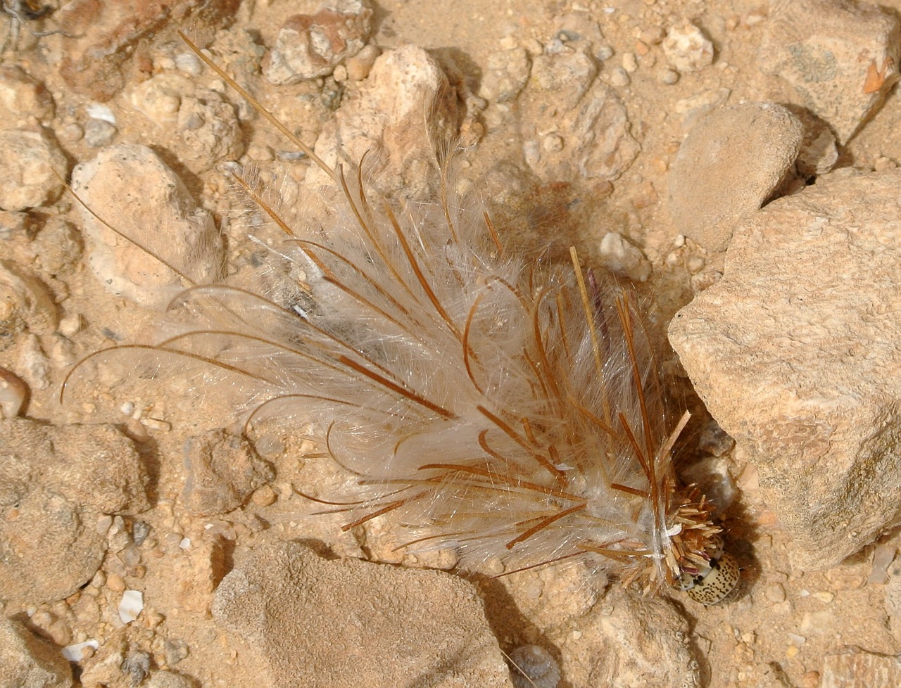 Bagworm, Drugys, Lerva, Plunksninė, Kokonas, Klaida, Gamta, Fauna, Nemokamos Nuotraukos,  Nemokama Licenzija