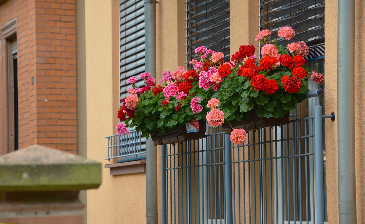 Balkonų Augalai, Geranium, Nuolydis Geranien, Regal Pelargonium, Vasara, Raudona Geranija, Langų Gėlė, Gėlių Dėžė, Langas, Raudona