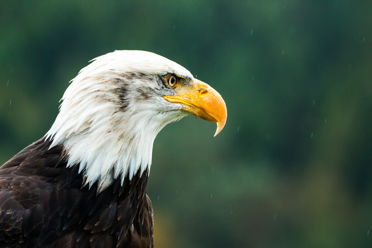 Plikas Erelis, Haliaeetus Leucocephalus, Adler, Raptoras, Plėšrusis Paukštis, Paukštis, Plunksna, Plumėjimas, Uždaryti, Gamta