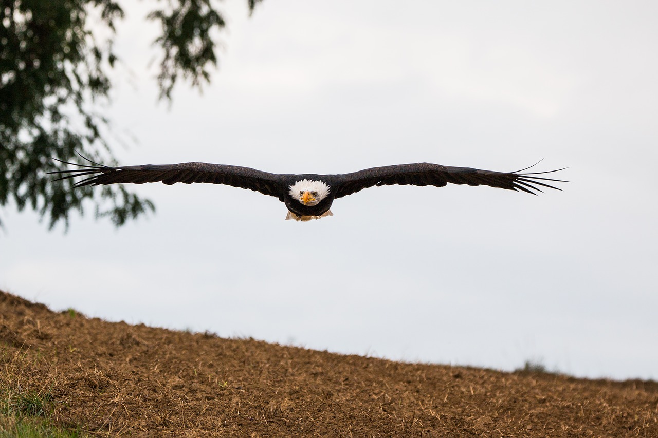 Plikas Erelis, Skristi, Skrydžio Metu, Metodas, Haliaeetus Leucocephalus, Adler, Raptoras, Plėšrusis Paukštis, Paukštis, Plunksna