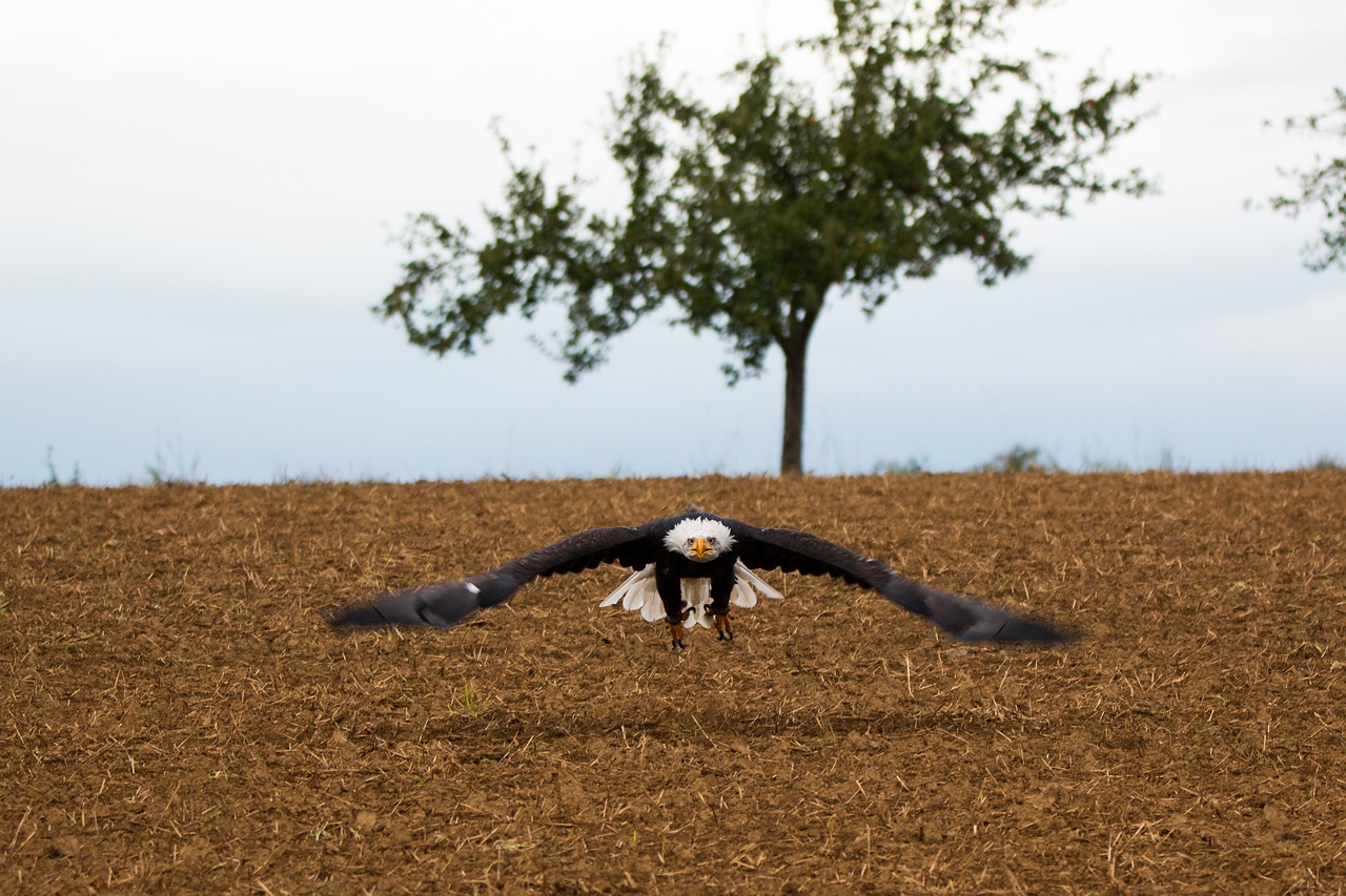 Plikas Erelis, Skristi, Skrydžio Metu, Metodas, Haliaeetus Leucocephalus, Adler, Raptoras, Plėšrusis Paukštis, Paukštis, Plunksna