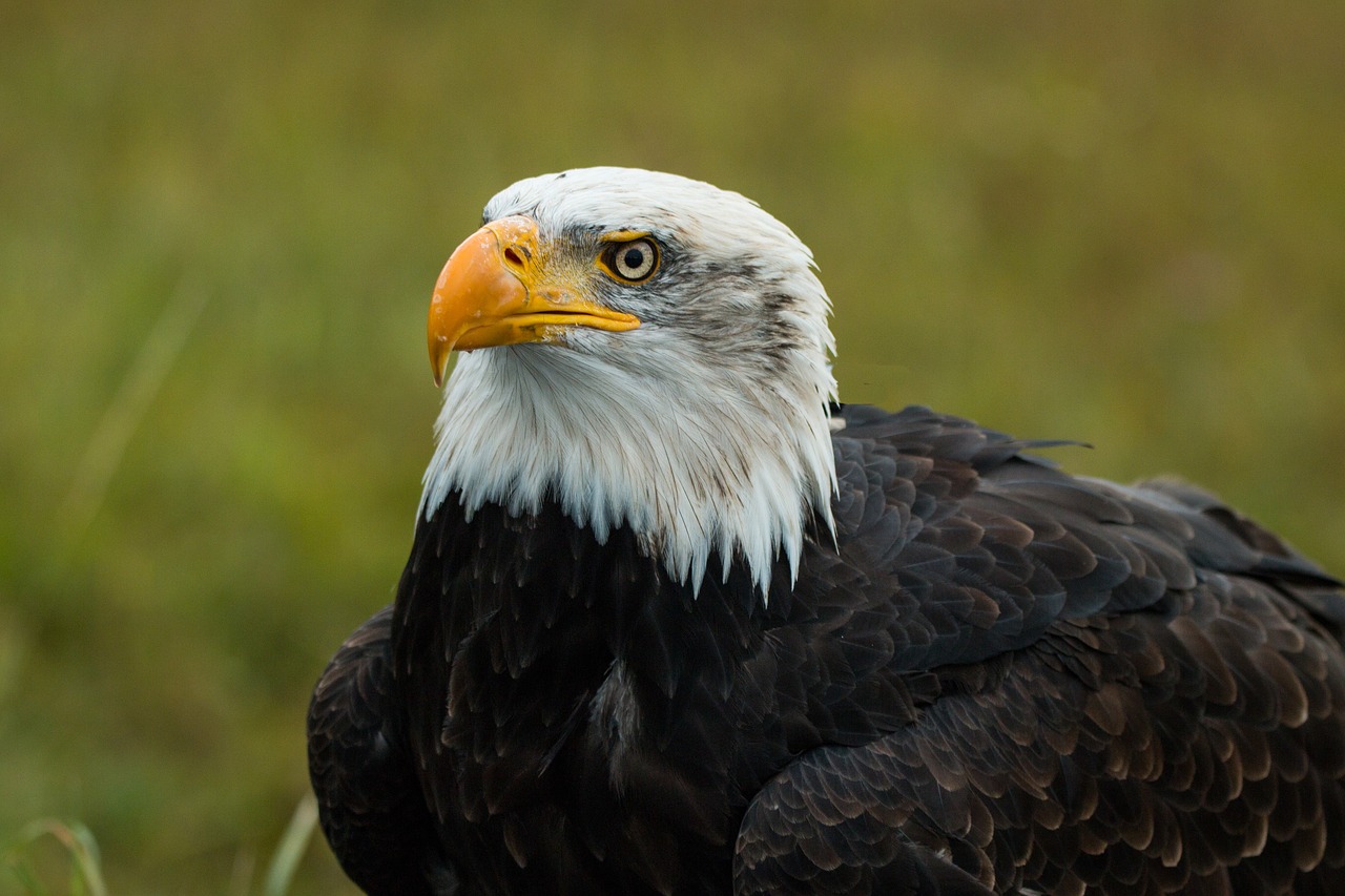 Plikas Erelis, Haliaeetus Leucocephalus, Adler, Raptoras, Plėšrusis Paukštis, Paukštis, Plunksna, Plumėjimas, Uždaryti, Gamta