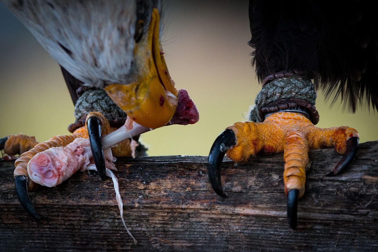 Plikas Erelis, Grobis, Haliaeetus Leucocephalus, Adler, Raptoras, Plėšrusis Paukštis, Paukštis, Plunksna, Plumėjimas, Uždaryti