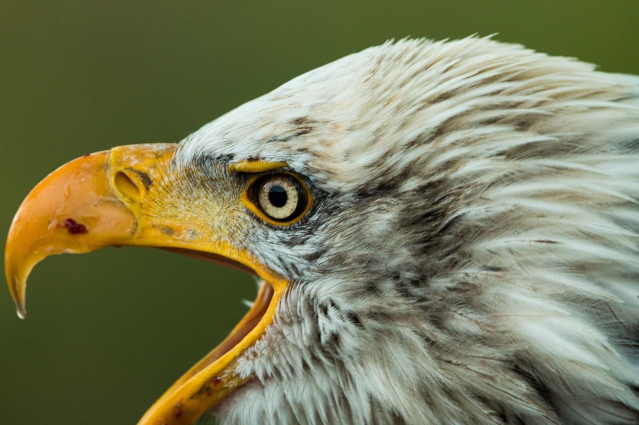 Plikas Erelis, Haliaeetus Leucocephalus, Adler, Raptoras, Plėšrusis Paukštis, Paukštis, Plunksna, Plumėjimas, Uždaryti, Gamta