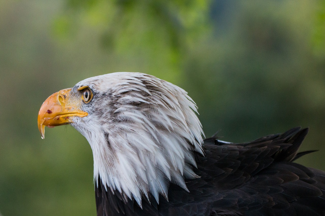 Plikas Erelis, Haliaeetus Leucocephalus, Adler, Raptoras, Plėšrusis Paukštis, Paukštis, Plunksna, Plumėjimas, Uždaryti, Gamta