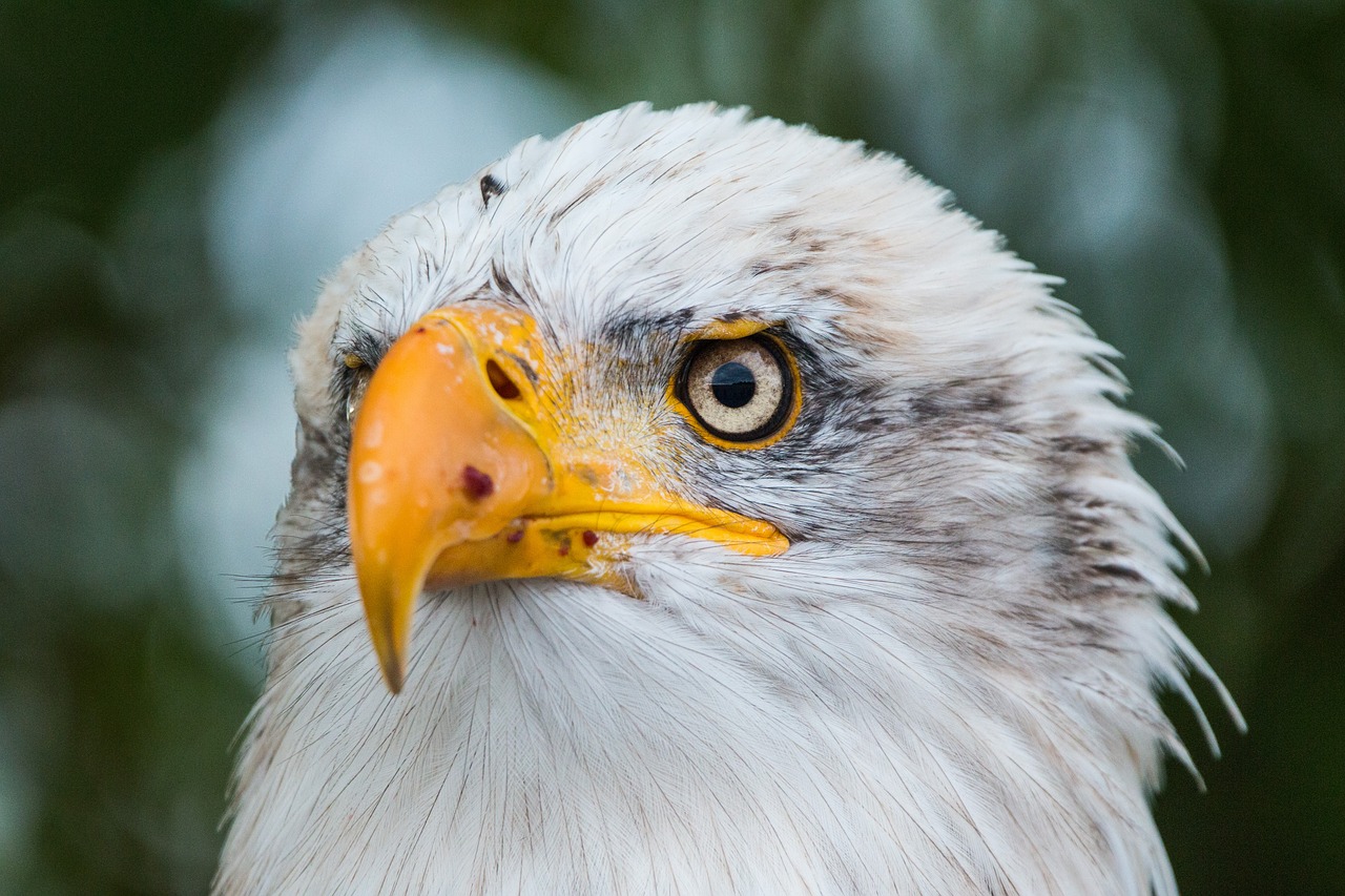 Plikas Erelis, Haliaeetus Leucocephalus, Adler, Raptoras, Plėšrusis Paukštis, Paukštis, Plunksna, Plumėjimas, Uždaryti, Gamta