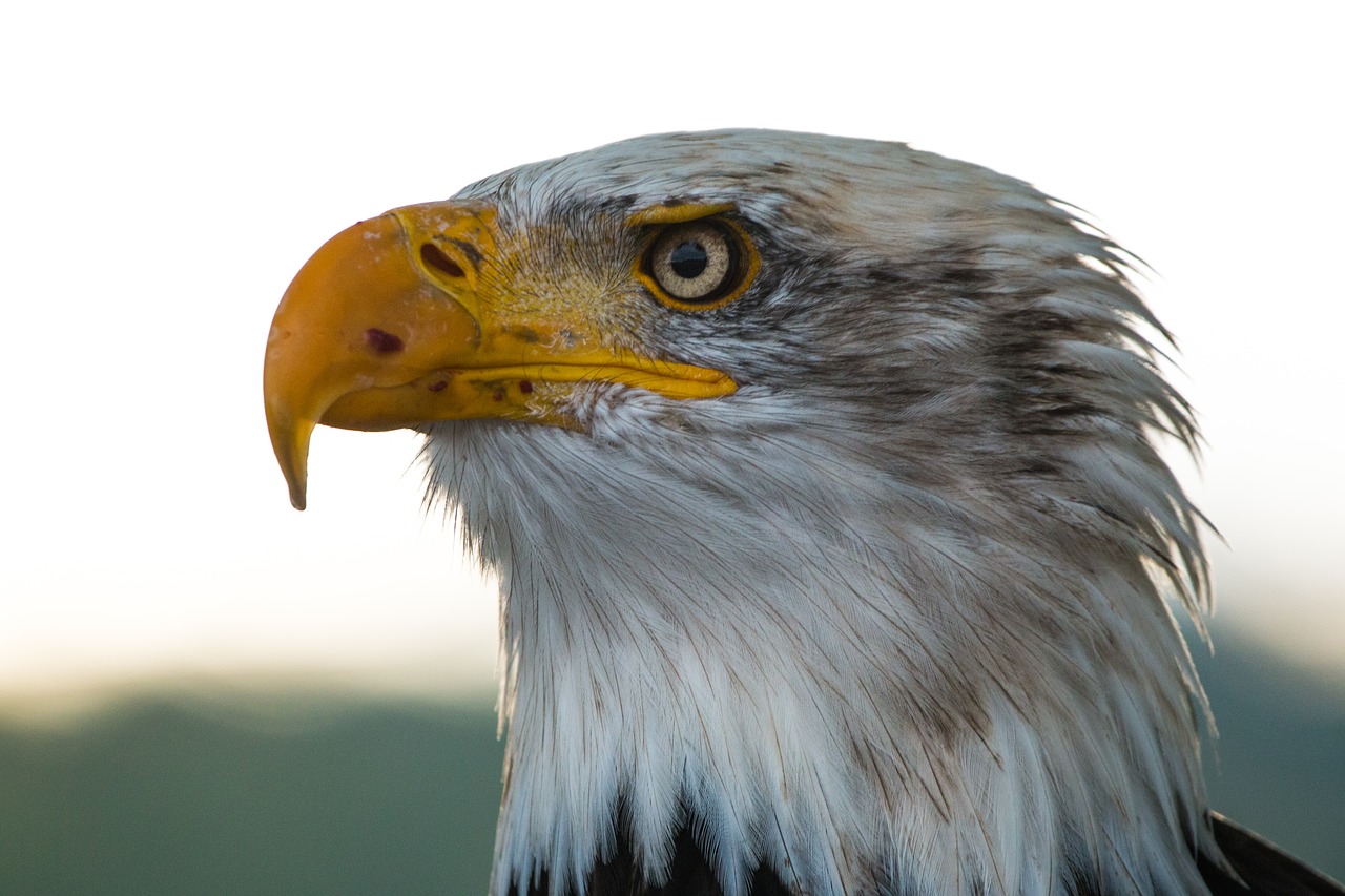 Plikas Erelis, Haliaeetus Leucocephalus, Adler, Raptoras, Plėšrusis Paukštis, Paukštis, Plunksna, Plumėjimas, Uždaryti, Gamta