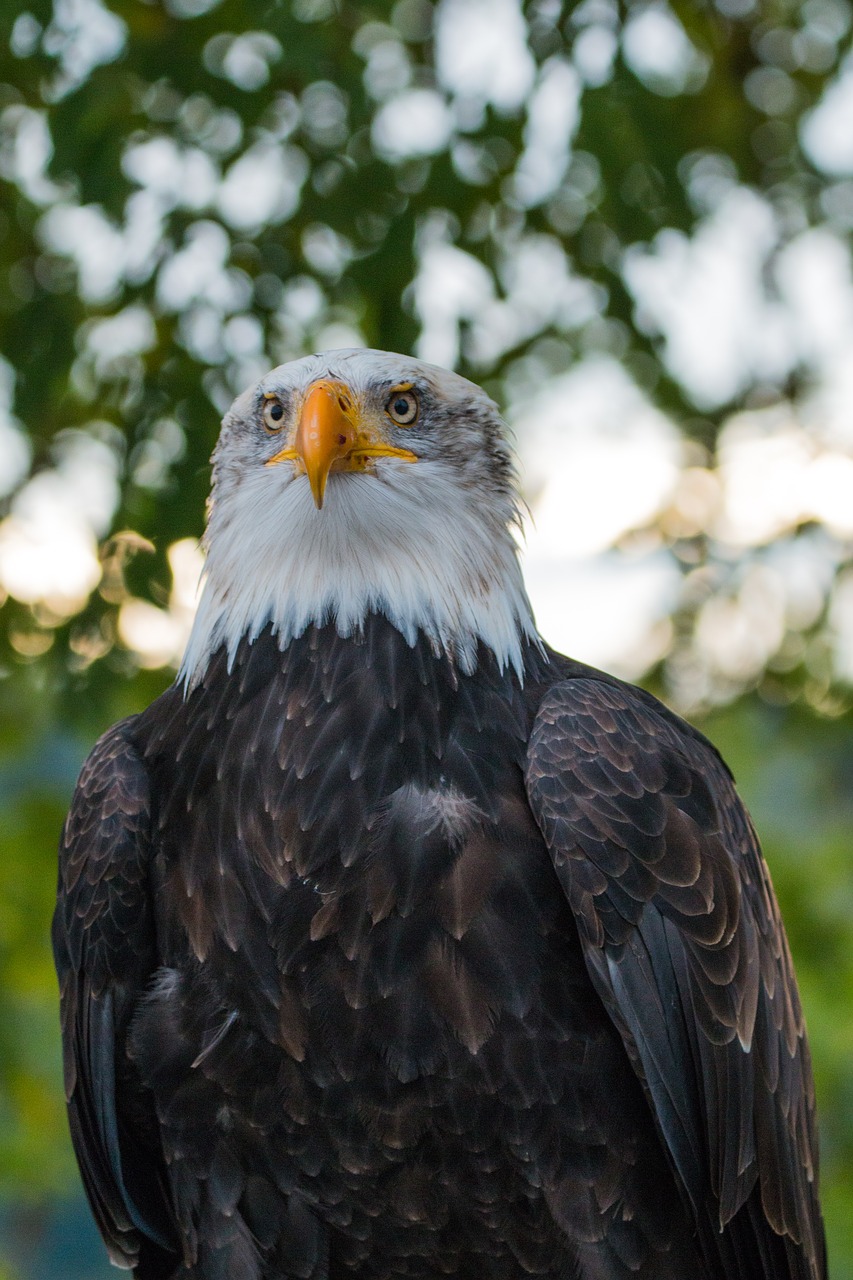 Plikas Erelis, Haliaeetus Leucocephalus, Adler, Raptoras, Plėšrusis Paukštis, Paukštis, Plunksna, Plumėjimas, Uždaryti, Gamta