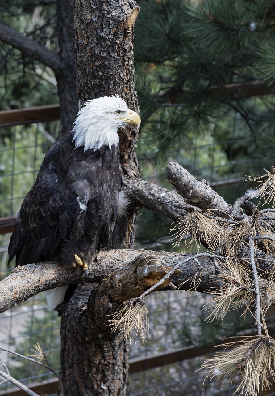 Plikas Erelis, Sustingęs, Raptoras, Paukštis, Gamta, Medis, Filialai, Laukiniai, Amerikietis, Simbolis