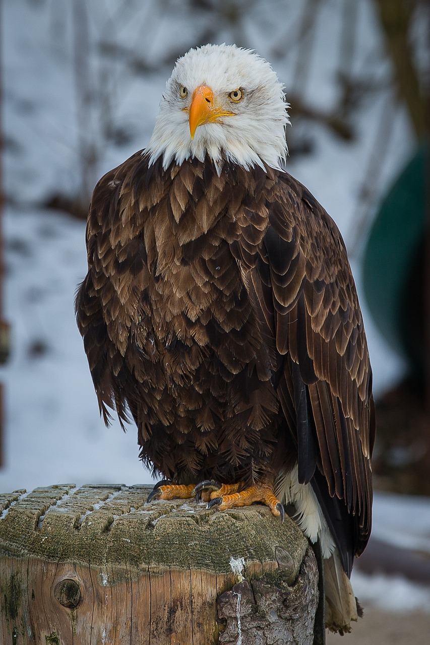 Plikas Erelis, Adler, Plėšrusis Paukštis, Raptoras, Salkūnai, Paukštis, Nemokamos Nuotraukos,  Nemokama Licenzija