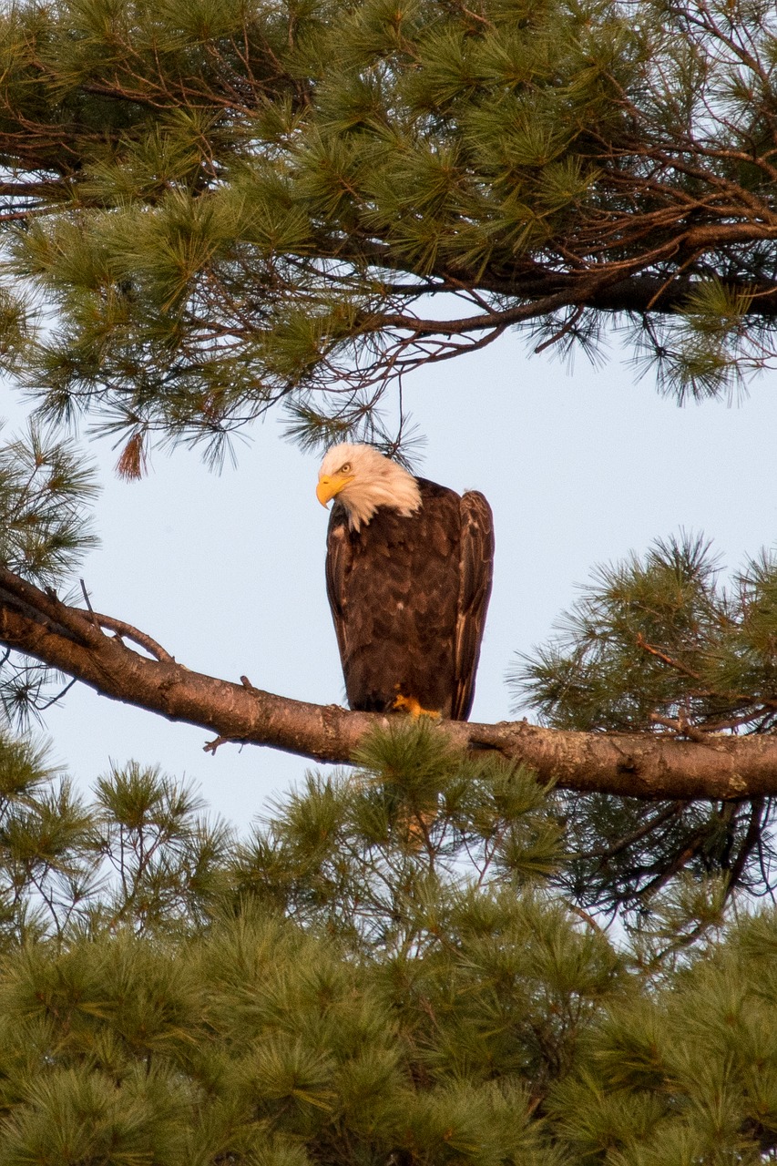 Plikas Erelis, Amerikietis, Gamta, Laisvė, Raptoras, Gyvūnas, Nuplikęs, Erelis, Paukštis, Didingas